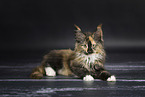 Maine Coon kitten