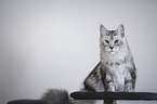 Maine Coon