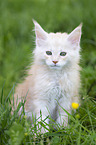 Maine Coon