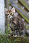 Maine Coon