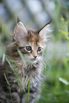 Maine Coon