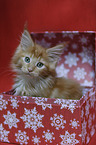 Maine Coon