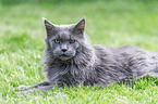 Maine Coon
