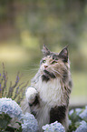 Maine Coon