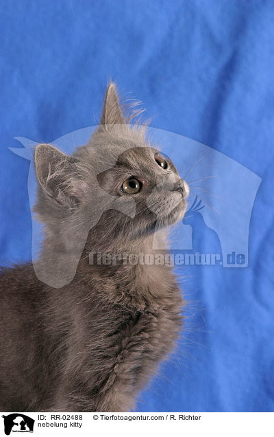 nebelung kitty / RR-02488