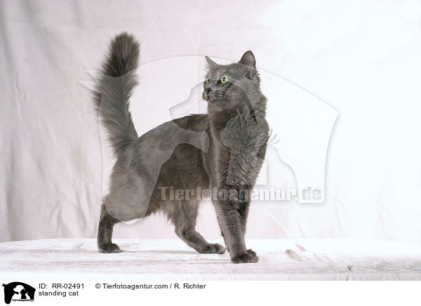 standing cat / RR-02491