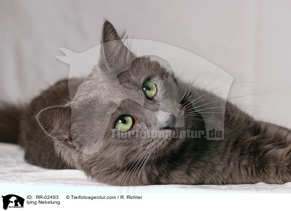 liegende / lying Nebelung / RR-02493