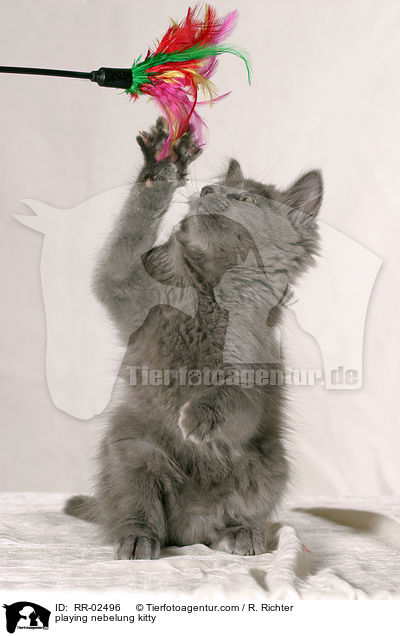 playing nebelung kitty / RR-02496