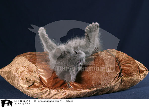 nebelung kitty / RR-02511