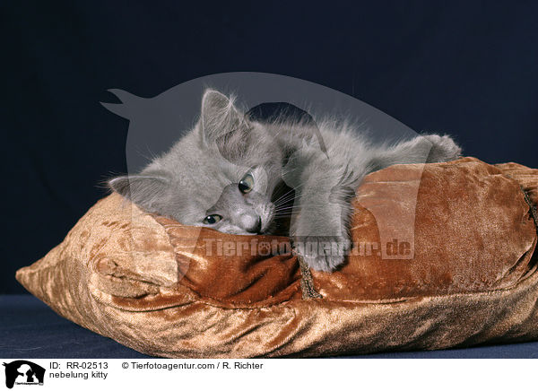 Nebelungktzchen liegt auf Kissen / nebelung kitty / RR-02513