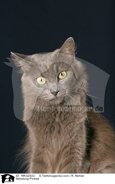 Nebelung Portrait / Nebelung Portrait / RR-02522
