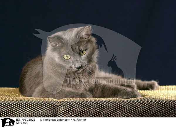 liegende Nebelung / lying cat / RR-02525