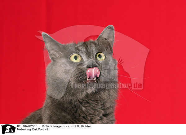 Nebelung Cat Portrait / RR-02533