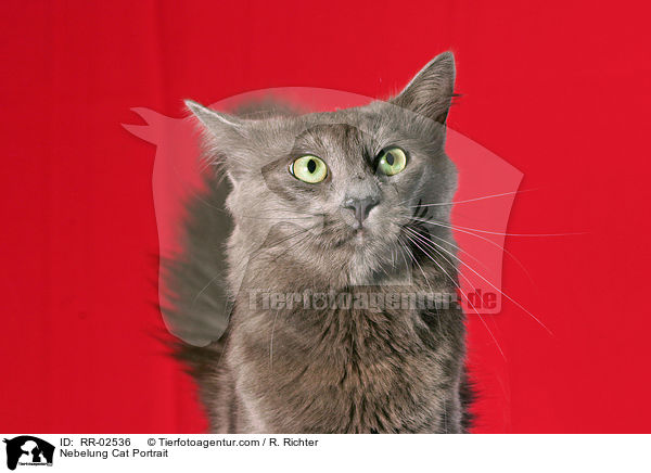Nebelung Cat Portrait / RR-02536