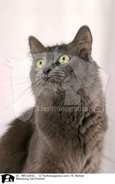 Nebelung Cat Portrait / RR-02542