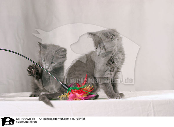 nebelung kitten / RR-02545