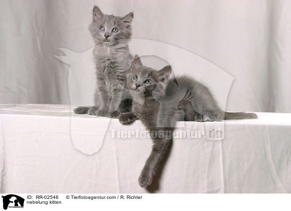 nebelung kitten / RR-02546