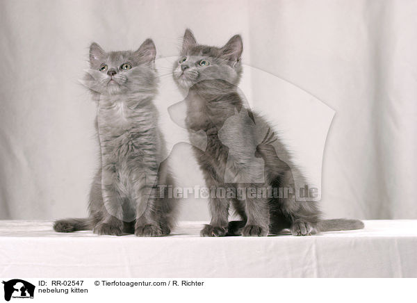 nebelung kitten / RR-02547