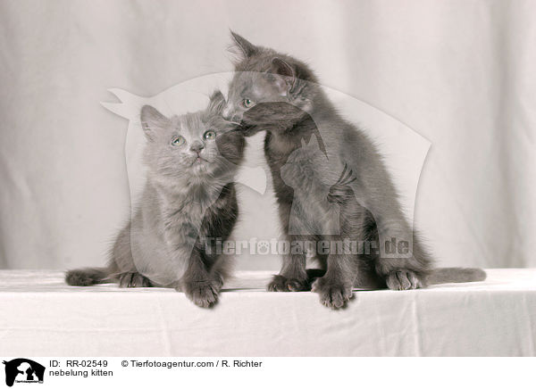 nebelung kitten / RR-02549