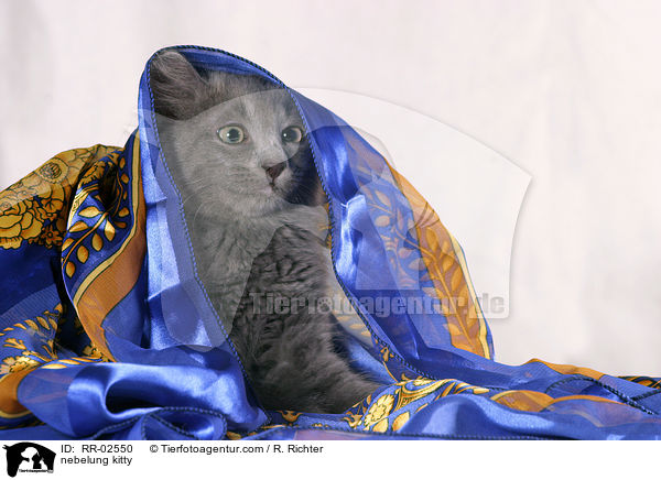 nebelung kitty / RR-02550