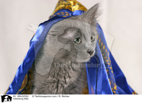 Nebelungktzchen / nebelung kitty / RR-02552
