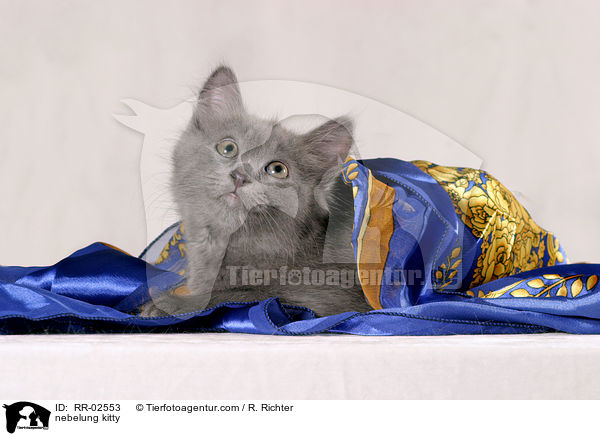 Nebelungktzchen / nebelung kitty / RR-02553