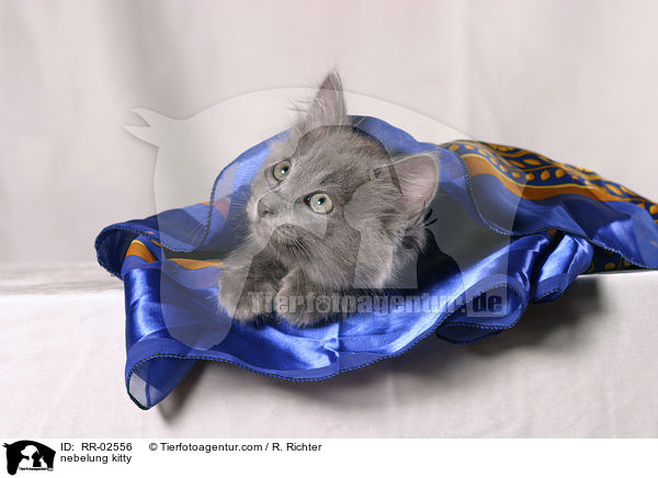 Nebelungktzchen / nebelung kitty / RR-02556