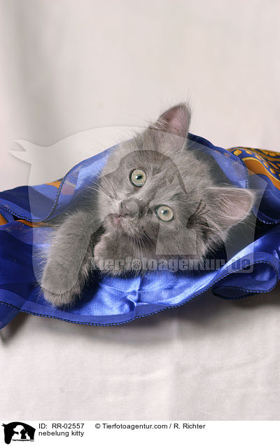 nebelung kitty / RR-02557