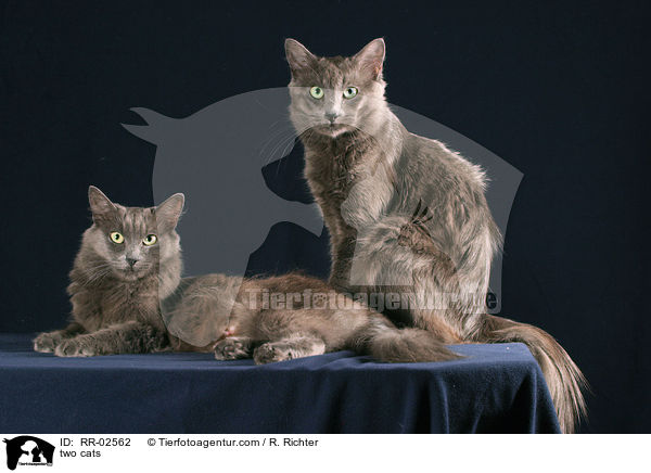 Zwei Nebelung Katzen / two cats / RR-02562