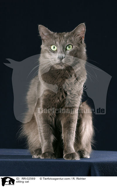 sitzende Nebelung / sitting cat / RR-02569