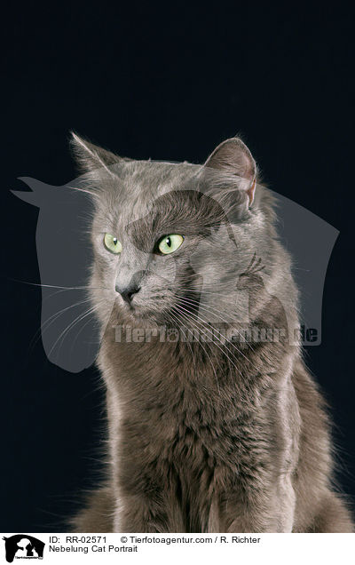Nebelung Portrait / Nebelung Cat Portrait / RR-02571