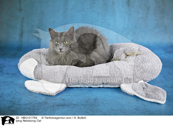 liegende Nebelung / lying Nebelung Cat / HBO-01769