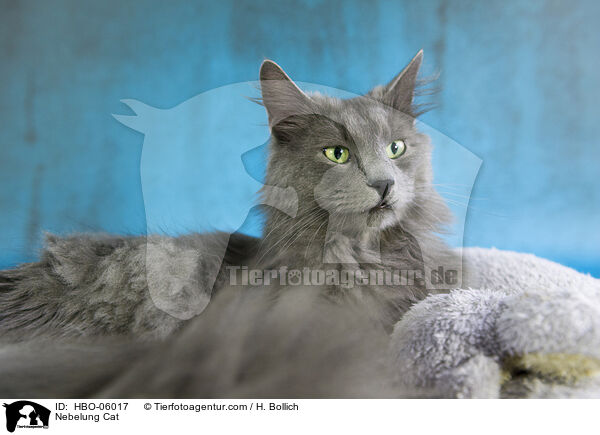 Nebelung / Nebelung Cat / HBO-06017