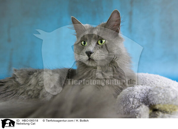 Nebelung / Nebelung Cat / HBO-06018