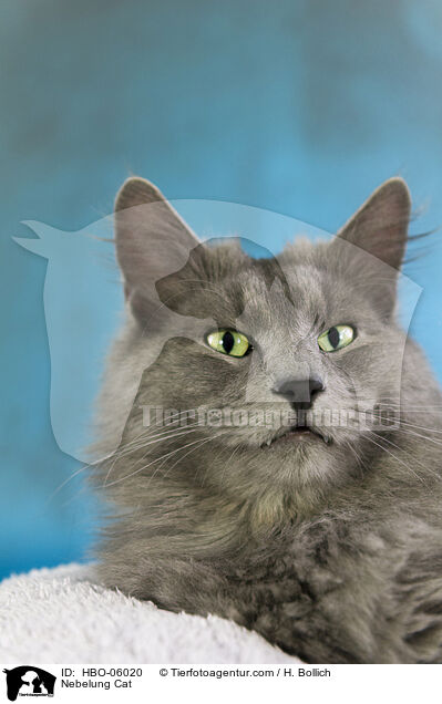 Nebelung Cat / HBO-06020