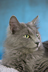 Nebelung Cat Portrait