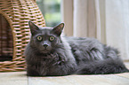 lyimg Nebelung Cat