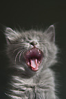 Nebelung kitten portrait