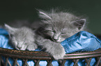 Nebelung kitten