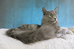 Nebelung Cat