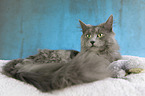 Nebelung Cat