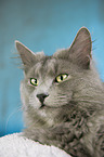 Nebelung Cat