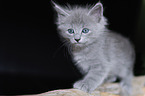 Nebelung Kitten
