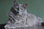 Nebelung Cat