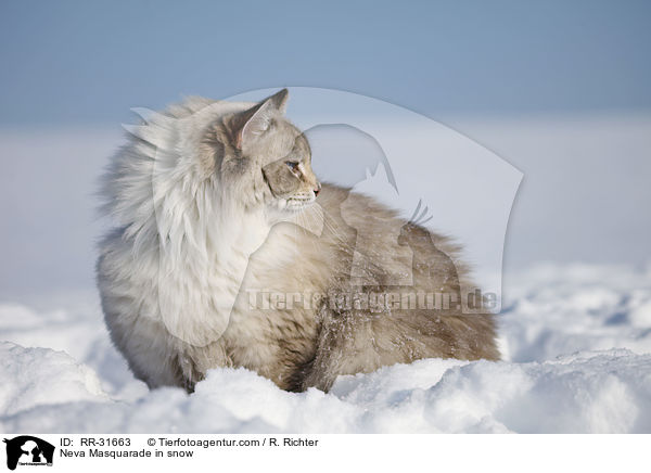 Neva Masquarade in snow / RR-31663