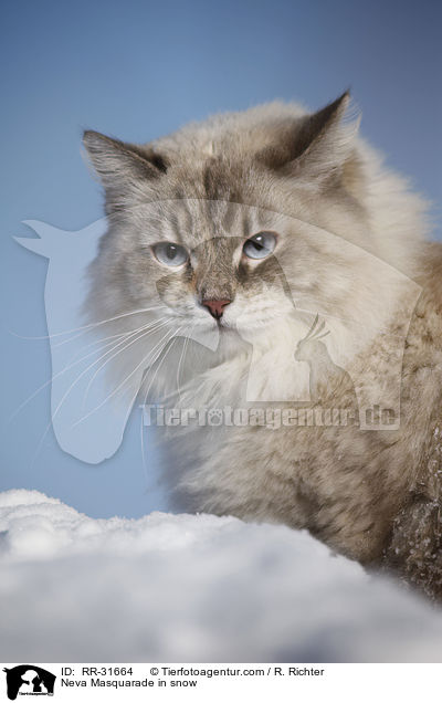 Neva Masquarade in snow / RR-31664