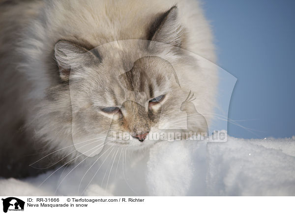 Neva Masquarade im Schnee / Neva Masquarade in snow / RR-31666