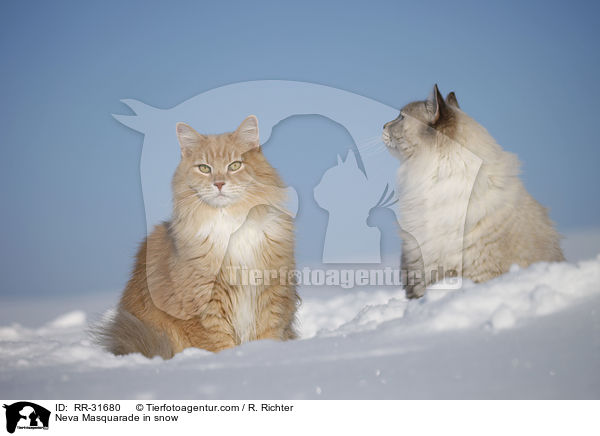 Neva Masquarade in snow / RR-31680