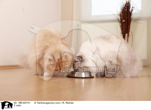 2 cats / RR-46741