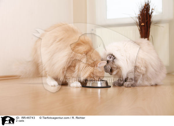 2 cats / RR-46743